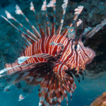 lionfish in the Belize Barrier Reef
