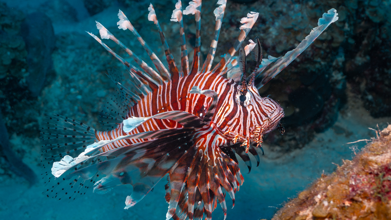 lionfish in the Belize Barrier Reef