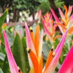 Belize Botanical Gardens