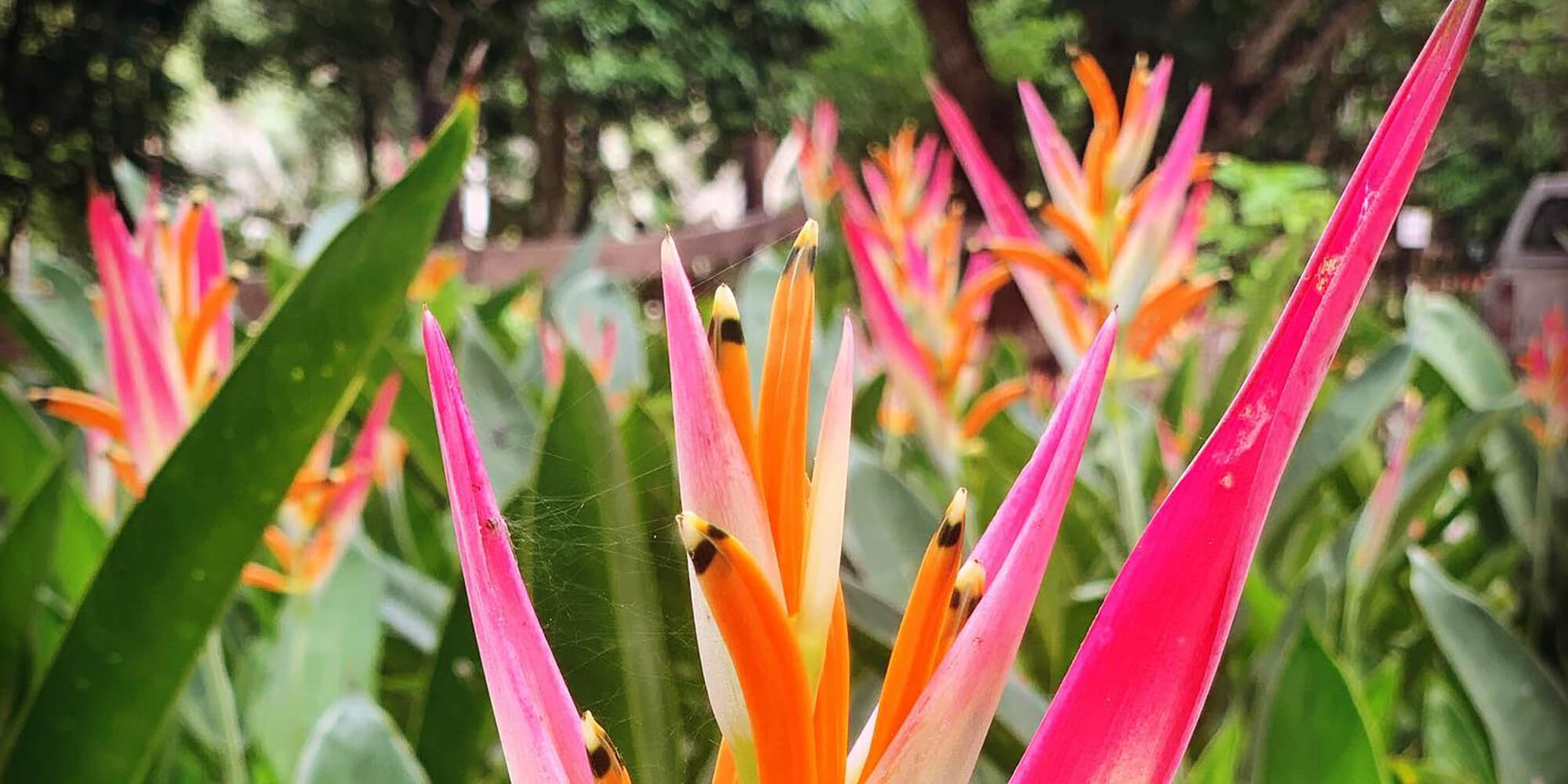 Belize Botanical Gardens