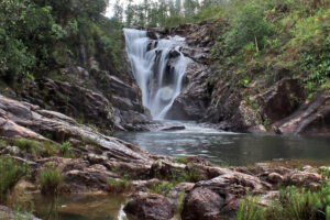 Bladen Forest Reserve