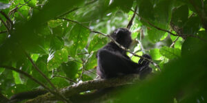 Bladen Nature Reserve