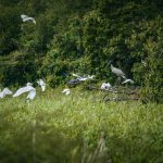 Crooked Tree Wildlife Sanctuary - Explore Belize City Rural