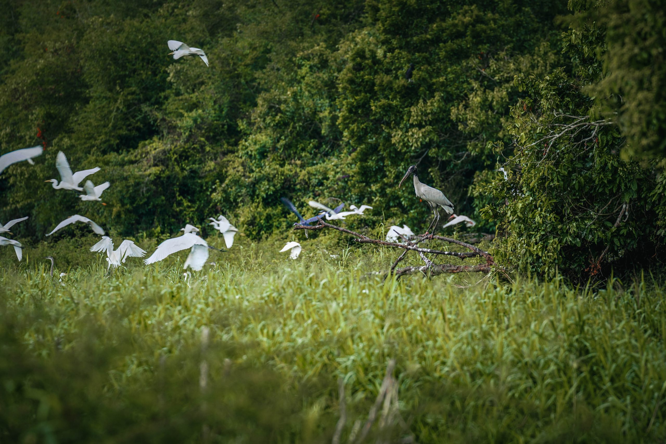 Crooked Tree Wildlife Sanctuary - Explorez Belize City Rural