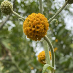 Rainforest Medicine Trail