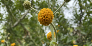 Rainforest Medicine Trail