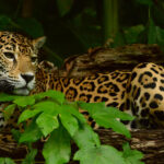 Sarstoon-Temash National Park