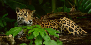 Sarstoon-Temash National Park