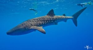 Whale Sharks in Belize_