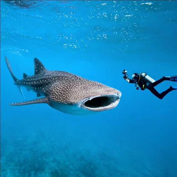 Tiburones ballena en Belice