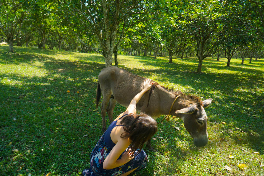 Feed the Friendly Donkeys at Table Rock Lodge