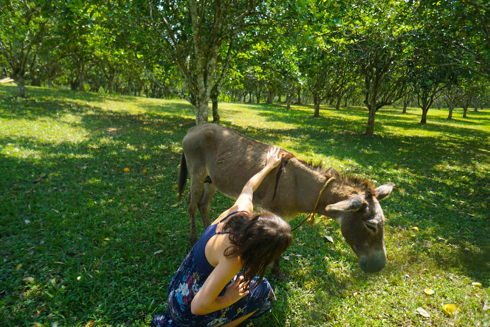 Alimente os burros amigos no Table Rock Lodge