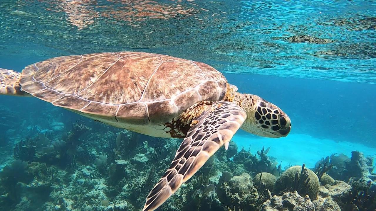 Tartaruga marinha verde nadando durante viagem de mergulho com snorkel em Belize