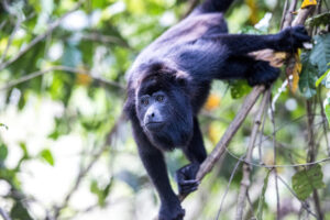 Por qué Belice es el mejor destino ecoturístico |3