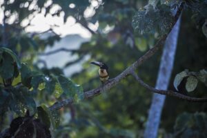 Aracari | 7 Weird animals you didn’t know existed in Belize
