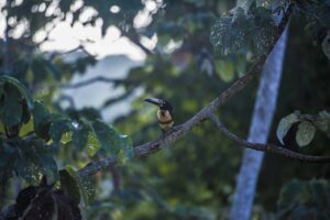 Aracari | 7 Seltsame Tiere, von denen Sie nicht wussten, dass es sie in Belize gibt