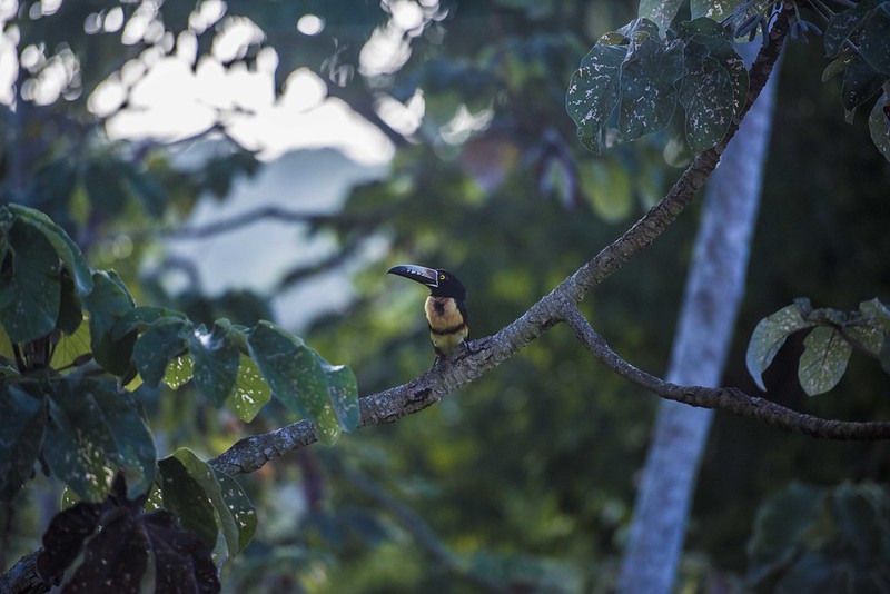 Aracari | 7 Animales extraños que no sabías que existían en Belice