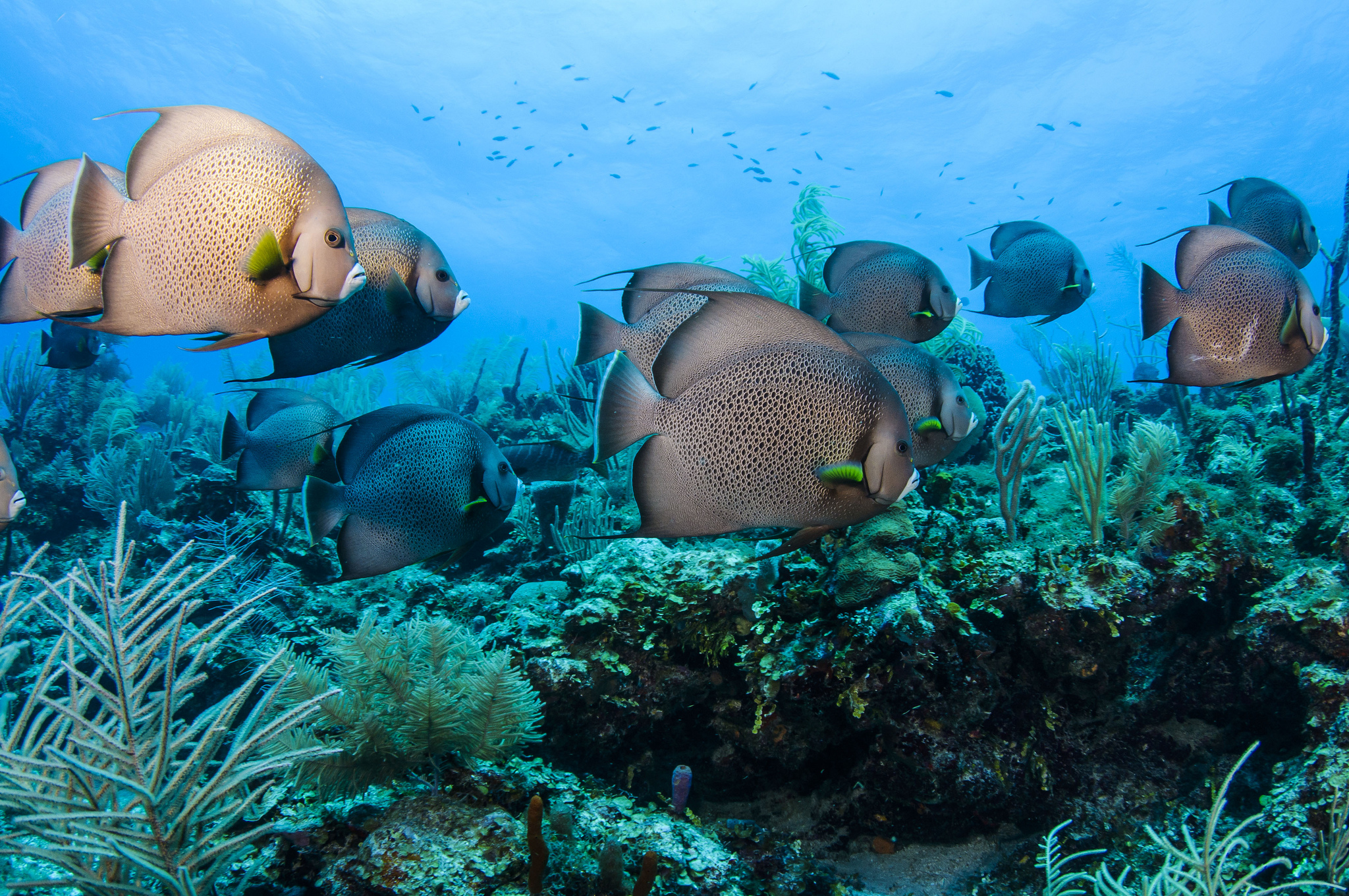 Les meilleurs sites de plongée au Belize | 1