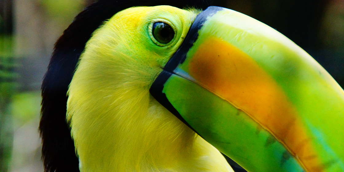 Vogelbeobachtung in Belize