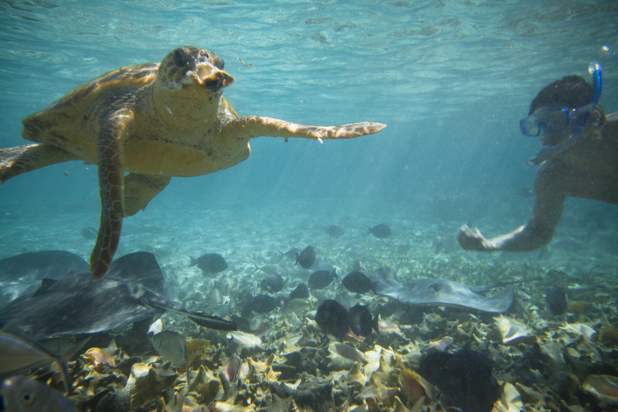 Melhores pontos de mergulho em Belize |2