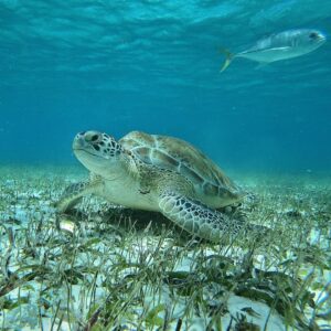 Belize Barrier Reef verwijderd van UNESCO Gevaar Lijst | 2