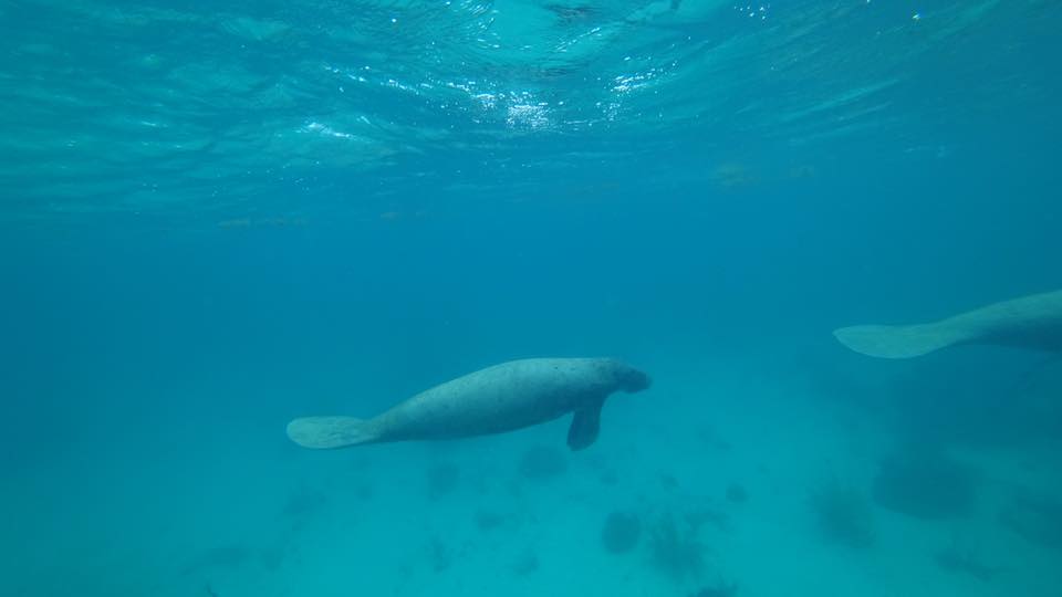 Melhores Locais de Mergulho em Belize |5