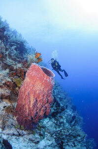 Beste duikplekken in Belize |3