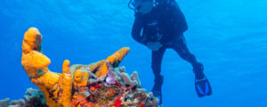Belize opgenomen in drie &quot;Best of 2018&quot; lijsten| Barrier Reef