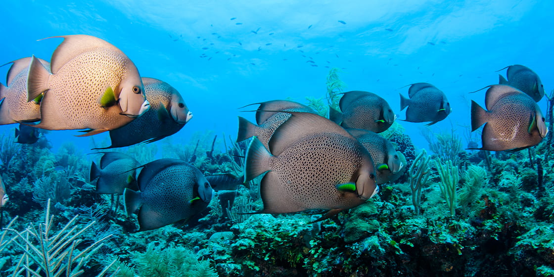 Go scuba diving in Belize