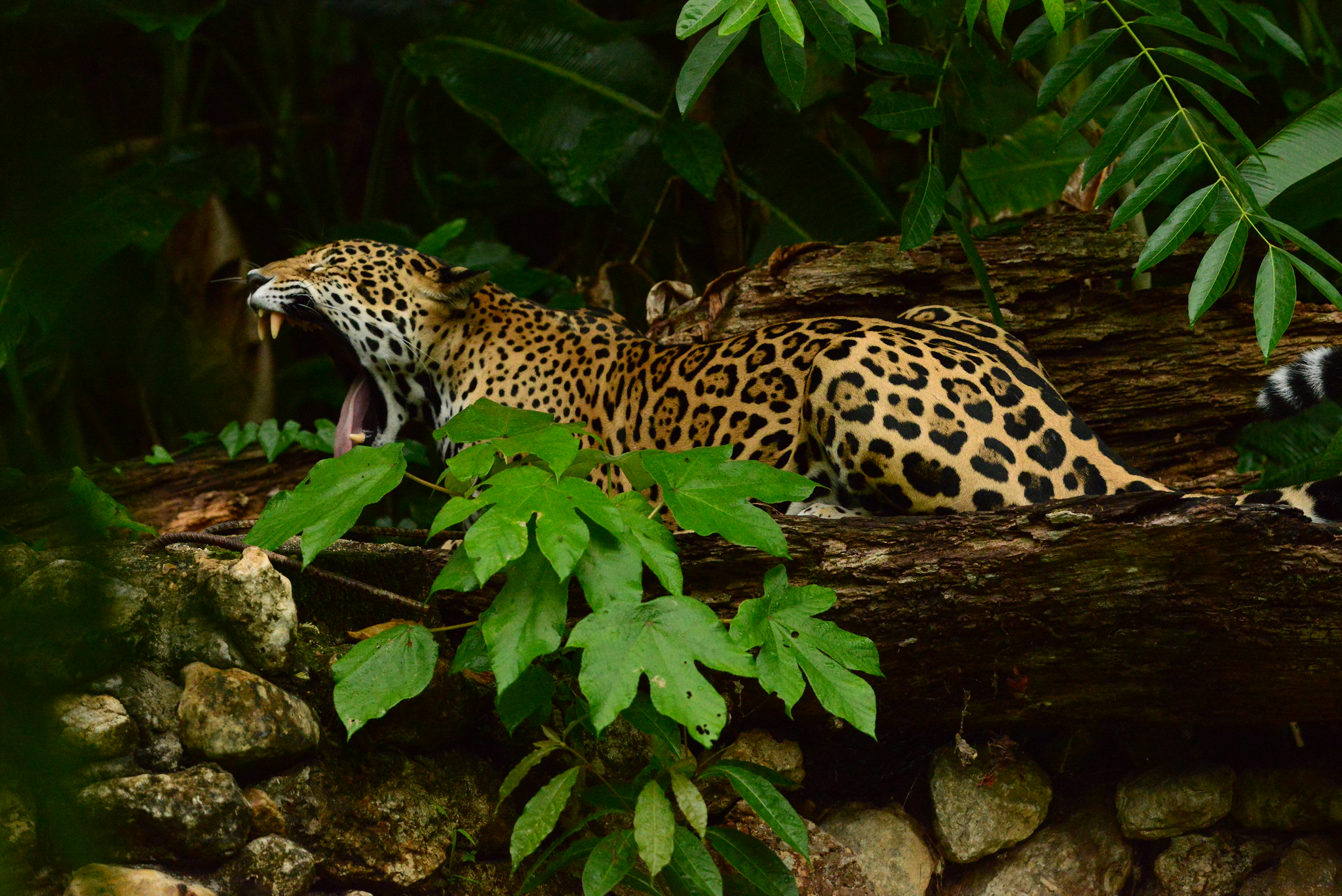 cruising in belize 2