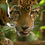 8 unieke belize wildlife ervaringen