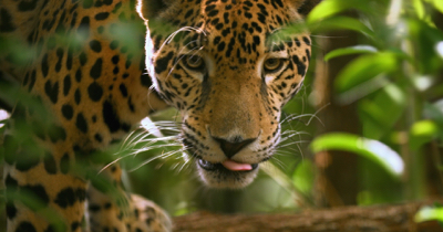 8 experiencias únicas con la fauna de Belice