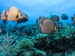 在特內夫環礁游泳的熱帶魚