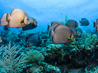 Peixes tropicais nadando no Atol de Turneffe