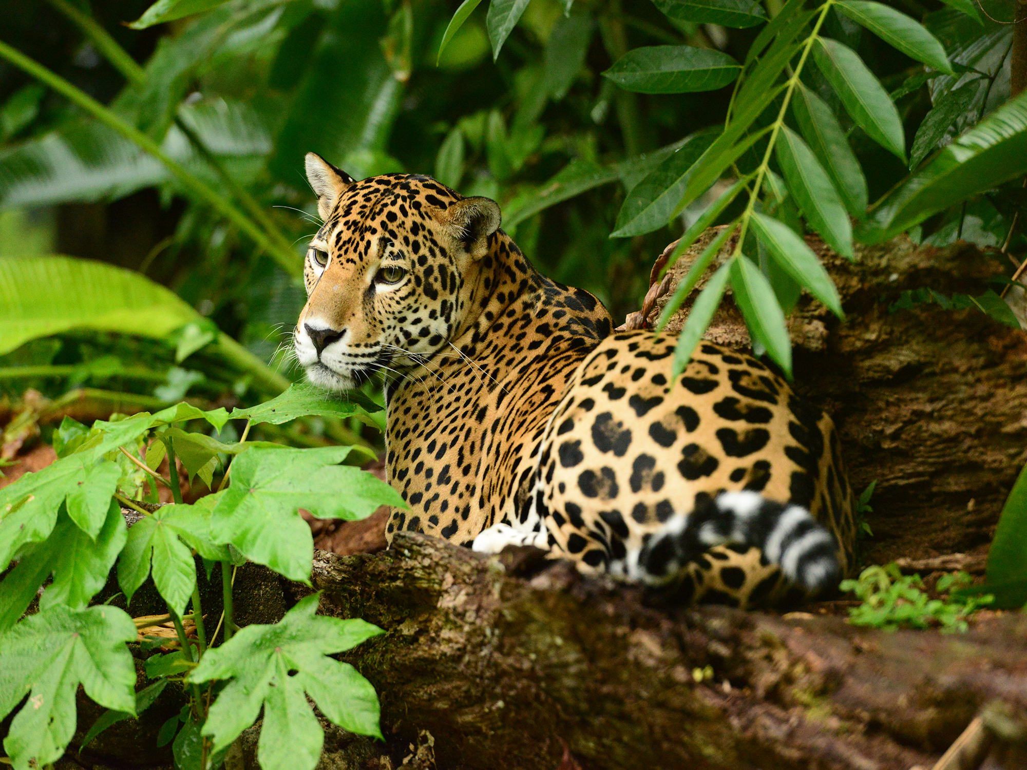 Wat u moet weten voordat u op reis gaat naar Belize jaguar