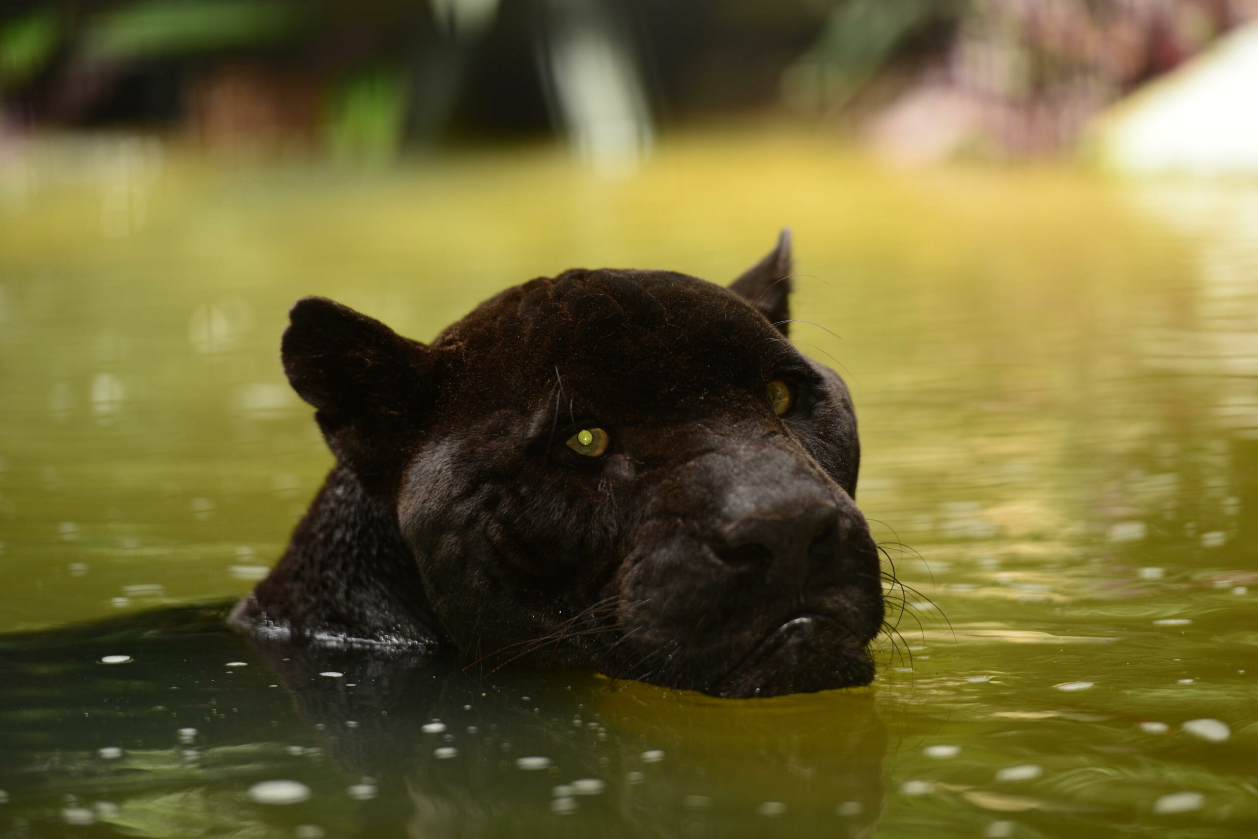 8 Wege, wie Sie Belize auch vom heimischen Zoo aus erleben können