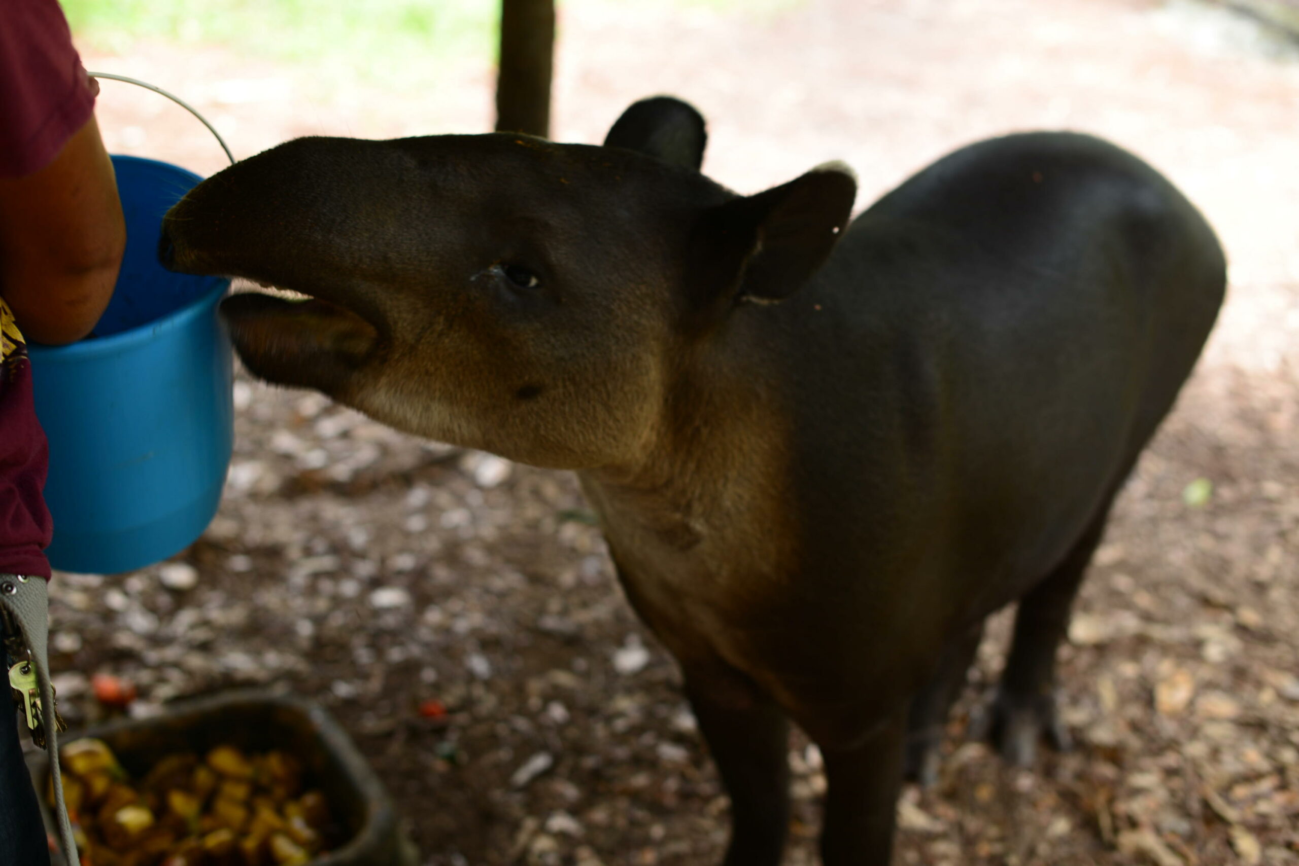 Tapir | 7 Animais estranhos que você não sabia que existiam em Belize