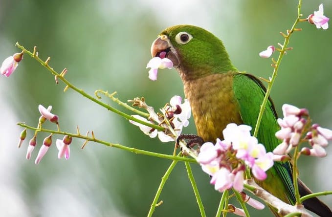 periquito de garganta oliva comendo flores em belize