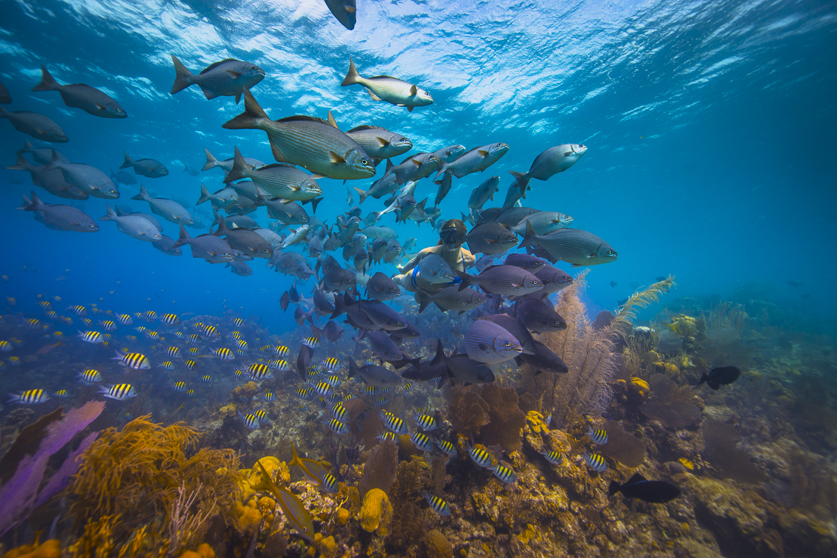 plongée en apnée dans la barrière de corail de Belize