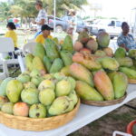 Festival de la mangue 2019