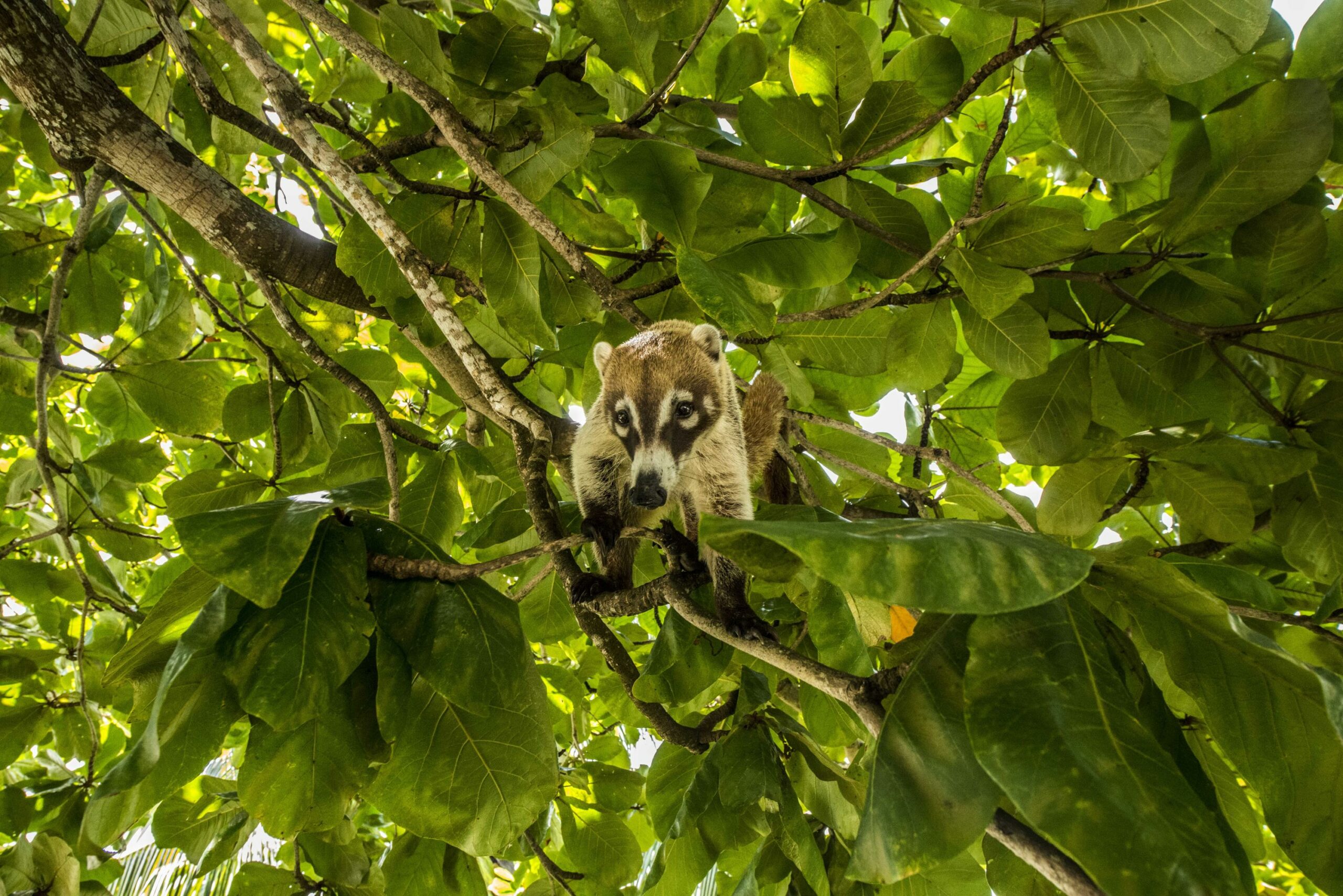 Coatis | 7 Weird animals you didn’t know existed in Belize