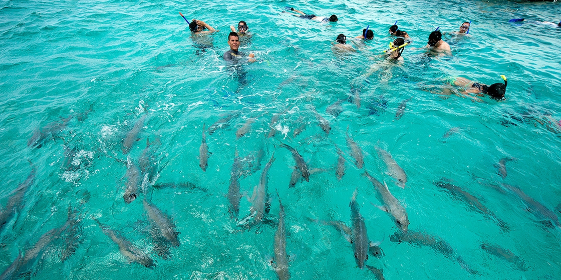 A group of swimmers enjoy Shark Ray Alley in Belize