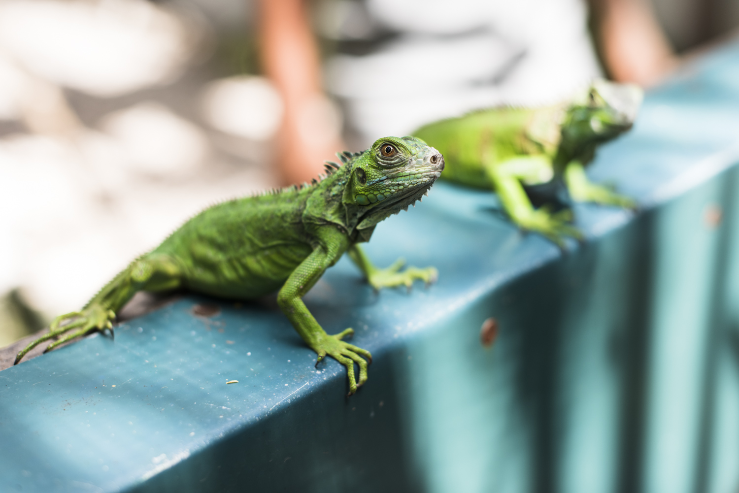 9 plaatsen in Belize voor dierenliefhebbers leguaan