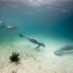 Schwimmen mit Seekuh Belize