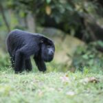 9 Orte in Belize für Tierliebhaber