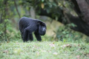 9 plaatsen in Belize voor dierenliefhebbers baviaan