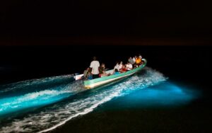 Recorrido por la bioluminiscencia