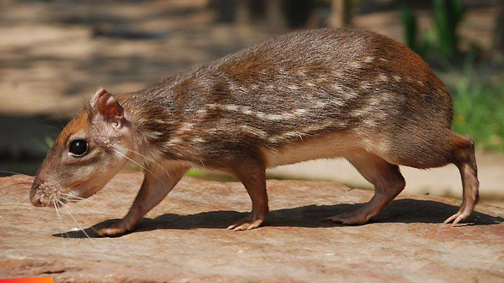 Gibnut, rat royal | 7 animaux bizarres dont vous ne connaissiez pas l'existence au Belize