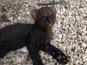 Jaguarundi | 7 Animais estranhos que você não sabia que existiam em Belize
