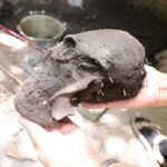 An archaeological discovery at the Marco Gonzales Maya Site